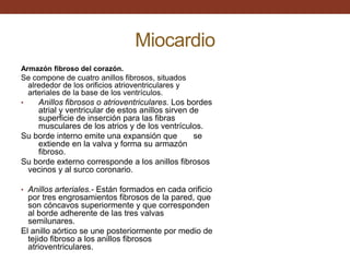 Miocardio
Armazón fibroso del corazón.
Se compone de cuatro anillos fibrosos, situados
alrededor de los orificios atrioventriculares y
arteriales de la base de los ventrículos.
• Anillos fibrosos o atrioventriculares. Los bordes
atrial y ventricular de estos anillos sirven de
superficie de inserción para las fibras
musculares de los atrios y de los ventrículos.
Su borde interno emite una expansión que se
extiende en la valva y forma su armazón
fibroso.
Su borde externo corresponde a los anillos fibrosos
vecinos y al surco coronario.
• Anillos arteriales.- Están formados en cada orificio
por tres engrosamientos fibrosos de la pared, que
son cóncavos superiormente y que corresponden
al borde adherente de las tres valvas
semilunares.
El anillo aórtico se une posteriormente por medio de
tejido fibroso a los anillos fibrosos
atrioventriculares.
 