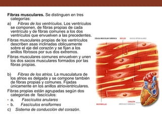 Fibras musculares. Se distinguen en tres
categorías:
a) Fibras de los ventrículos. Los ventrículos
se componen, de fibras propias de cada
ventrículo y de fibras comunes a los dos
ventrículos que envuelven a las precedentes.
Fibras musculares propias de los ventrículos
describen asas inclinadas oblicuamente
sobre el eje del corazón y se fijan a los
anillos fibrosos por sus dos extremos.
Fibras musculares comunes envuelven y unen
los dos sacos musculares formados por las
fibras propias.
b) Fibras de los atrios. La musculatura de
los atrios es delgada y se compone también
de fibras propias y comunes. Fijadas
únicamente en los anillos atrioventriculares.
Fibras propias están agrupadas según dos
categorías de fascículos:
• a. Fascículos anulares
• b. Fascículos ensiformes
c) Sistema de conducción del corazón.
 