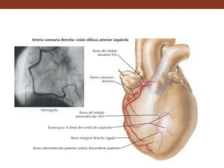 Sistema de conducción del
corazón, comprende dos
partes:
• Nódulo sinoatrial. Bordea el surco
terminal en la pared del atrio derecho.
La onda excitadora parte del nódulo
sinoatrial y se difunden hacia la pared de
los atrios después, se concentra hacia el
nódulo atrioventricular del segmento
atrioventricular.
• Segmento atrioventricular. Conecta la
musculatura de los atrios con la de los
ventrículos, por lo cual la onda excitatoria
pasa de los atrios hacia las paredes
ventriculares.
 