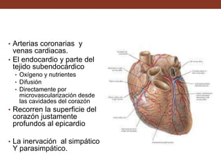 • Arterias coronarias y
venas cardiacas.
• El endocardio y parte del
tejido subendocárdico
• Oxígeno y nutrientes
• Difusión
• Directamente por
microvascularización desde
las cavidades del corazón
• Recorren la superficie del
corazón justamente
profundos al epicardio
• La inervación al simpático
Y parasimpático.
 