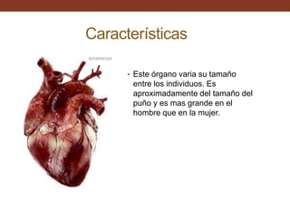 Características
• Este órgano varia su tamaño
entre los individuos. Es
aproximadamente del tamaño del
puño y es mas grande en el
hombre que en la mujer.
 