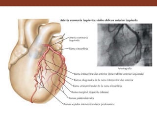 • Ramas atriales se dirige posterior y
superiormente sobre la cara medial del atrio,
alcanzándola cara superior del atrio
izquierdo. Proporciona ramas a la orejuela y
al atrio izquierdo, al septo interatrial y a la
parte superomedial del atrio derecho y a
veces a la arteria del nódulo sinoatrial.
La rama atrial intermedia del borde izquierdo se
ramifica en la cara izquierda del atrio.
La rama atrial izquierda posterior se distribuye
en la cara posterior del atrio izquierdo.
Entre las ramas ventriculares, la más
importante es la rama marginal izquierda.
• Ramas ventriculares unas ramas se dirigen
a derecha e izquierda sobre la superficie del
corazón y se hunde en la pared ventricular.
Las ramas interventriculares septales penetran
en la pared del corazón y se distribuyen en
los dos tercios anteriores del septo
interventricular.
 