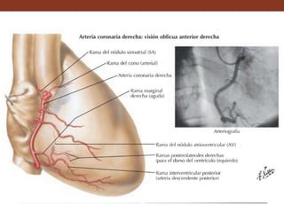 La arteria coronaria derecha proporciona cerca de su origen:
• - Ramas vasculares para las paredes de la aorta y tronco pulmonar.
Entre ellos se halla una rama arterial.
• - Ramas atriales anteriores nace de la arteria coronaria derecha. Se
dirige superior y posteriormente al septo interatrial, frecuentemente da
origen a la rama del nódulo sinoatrial.
• - Ramas atriales y ventriculares nacen en el surco coronario. Entre
las ramas atriales está le rama marginal derecha.
• - Ramas ventriculares están destinadas a los dos ventrículos y
ramas interventriculares septales posteriores destinadas al septo
interventricular. La primera rama es del nódulo atrioventricular.
Las arterias coronarias izquierda y derecha se anastomosan entre sí en un
97%, estas anastomosis se localizan sobre el septo interventricular.
 
