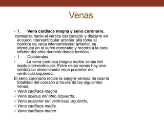 Venas
• 1. Vena cardíaca magna y seno coronario.
comienza hacia el vértice del corazón y discurre en
el surco interventricular anterior allá toma el
nombre de vena interventricular anterior, se
introduce en el surco coronario y recorre a la cara
inferior del atrio derecho donde termina.
• 1. Colaterales
- La vena cardíaca magna recibe venas del
septo interventricular. Entre estas venas hay una
ventricular denominada vena posterior del
ventrículo izquierdo.
El seno coronario recibe la sangre venosa de casi la
totalidad del corazón a través de las siguientes
venas:
 Vena cardíaca magna
 Vena oblicua del atrio izquierdo,
 Vena posterior del ventrículo izquierdo,
 Vena cardíaca media
 Vena cardíaca menor
•
 