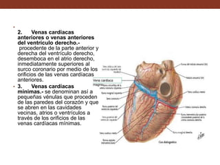 •
2. Venas cardiacas
anteriores o venas anteriores
del ventrículo derecho.-
procedente de la parte anterior y
derecha del ventrículo derecho,
desemboca en el atrio derecho,
inmediatamente superiores al
surco coronario por medio de los
orificios de las venas cardíacas
anteriores.
• 3. Venas cardíacas
mínimas.- se denominan así a
pequeñas vénulas que proceden
de las paredes del corazón y que
se abren en las cavidades
vecinas, atrios o ventrículos a
través de los orificios de las
venas cardíacas mínimas.
 