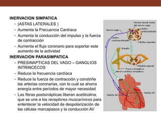 INERVACION SIMPATICA
• (ASTAS LATERALES )
• Aumenta la Frecuencia Cardíaca
• Aumenta la conducción del impulso y la fuerza
de contracción
• Aumenta el flujo coronario para soportar este
aumento de la actividad
INERVACION PARASIMPATICA
• PRESINAPTICAS DEL VAGO – GANGLIOS
INTRINCECOS
• Reduce la frecuencia cardíaca
• Reduce la fuerza de contracción y constriñe
las arterias coronarias, con lo cual se ahorra
energía entre períodos de mayor necesidad
• Las fibras postsinápticas liberan acetilcolina,
que se une a los receptores muscarínicos para
enlentecer la velocidad de despolarización de
las células marcapasos y la conducción AV
 