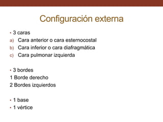Configuración externa
• 3 caras
a) Cara anterior o cara esternocostal
b) Cara inferior o cara diafragmática
c) Cara pulmonar izquierda
• 3 bordes
1 Borde derecho
2 Bordes izquierdos
• 1 base
• 1 vértice
 