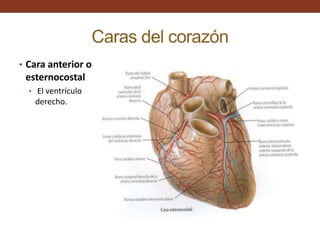 Caras del corazón
• Cara anterior o
esternocostal
• El ventrículo
derecho.
 