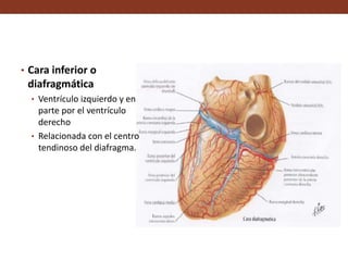 • Cara inferior o
diafragmática
• Ventrículo izquierdo y en
parte por el ventrículo
derecho
• Relacionada con el centro
tendinoso del diafragma.
 