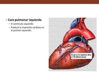• Cara pulmonar izquierda
• El ventrículo izquierdo
• Produce la impresión cardíaca en
el pulmón izquierdo.
 