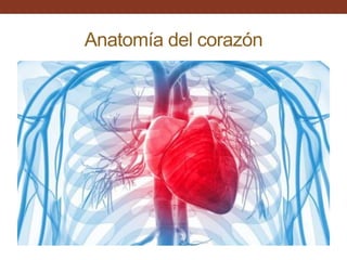 Anatomía del corazón
 