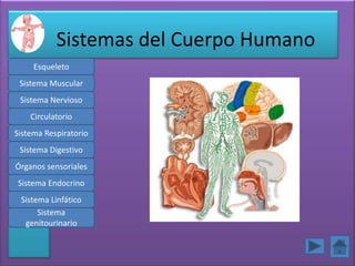 Sistemas del Cuerpo Humano
     Esqueleto
 Sistema Muscular
 Sistema Nervioso
    Circulatorio
Sistema Respiratorio
 Sistema Digestivo
Órganos sensoriales
Sistema Endocrino
 Sistema Linfático
      Sistema
  genitourinario
 
