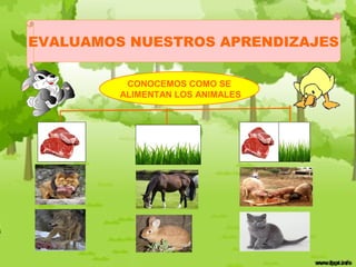 EVALUAMOS NUESTROS APRENDIZAJES

          CONOCEMOS COMO SE
         ALIMENTAN LOS ANIMALES
 
