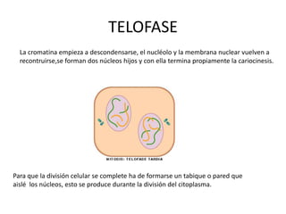 TELOFASE
  La cromatina empieza a descondensarse, el nucléolo y la membrana nuclear vuelven a
  recontruirse,se forman dos núcleos hijos y con ella termina propiamente la cariocinesis.




Para que la división celular se complete ha de formarse un tabique o pared que
aislé los núcleos, esto se produce durante la división del citoplasma.
 