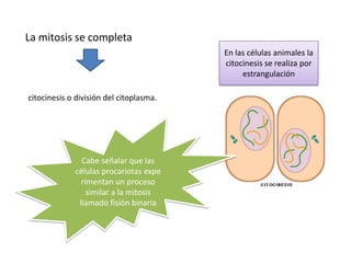 La mitosis se completa
                                         En las células animales la
                                         citocinesis se realiza por
                                              estrangulación

citocinesis o división del citoplasma.




               Cabe señalar que las
             células procariotas expe
               rimentan un proceso
                 similar a la mitosis
              llamado fisión binaria
 