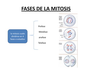 FASES DE LA MITOSIS

                   Profase

                   Metafase
la mitosis suele
 dividirse en 4    anafase
fases o estadíos
                   Telofase
 
