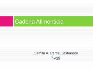 Cadena Alimenticia
Camila A. Pérez Castañeda
4V29
 