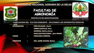 TINGO MARIA- PERU
2016
PROYECTO DE INVESTIGACIÓN:
EVALUACION DEL CULTIVO RABANITO APLICANDO LAS DIFERENTES DOSIS DE
NPK
 