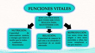 FUNCIONES VITALES
SON LOS PROCESOS
QUE TODO SER VIVO
REALIZA PARA
MANTENERSE CON
VIDA.
NUTRICIÓN.
Capacidad de
intercambiar materia
y energía que tiene el
medio que lo rodea.
• Autótrofos
• Heterótrofos
RELACIÓN.
Capacidad de conocer lo
que esta a su alrededor y
reaccionar de un modo
adecuado.
REPRODUCIÓN.
Los seres vivos dan
origen a otro seres
parecidos a ellos, los
vivos remplazan a
los que mueren.
 
