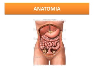 ANATOMIA