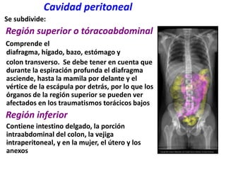          Cavidad peritoneal    Se subdivide:Región superior o tóracoabdominalComprende el diafragma, hígado, bazo, estómago y    colon transverso.  Se debe tener en cuenta que durante la espiración profunda el diafragma asciende, hasta la mamila por delante y el vértice de la escápula por detrás, por lo que los órganos de la región superior se pueden ver afectados en los traumatismos torácicos bajosRegión inferior     Contiene intestino delgado, la porción intraabdominal del colon, la vejiga intraperitoneal, y en la mujer, el útero y los anexos
