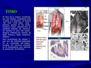 TIMO El  timo  es un  órgano  constituido  por  dos  lóbulos,  localizados entre  la aorta  y el  esternón,  el  tamaño  del  timo  varía según  cada  persona,  grande  en  los  recién  nacidos y  niños,  pequeño tras  la  pubertad. Además  de  disminuir  de  tamaño  el  timo  del  adulto,  aparece  infiltrado por  bandas  de tejido  fibroso y  tejido  conjuntivo  adiposo. Aquí  se producen  las  células  T,  que  son  los  linfocitos implicados  en  la  inmunidad  del cuerpo  humano.  Su  hormona  principal  es  la  timopoyetina,  que  estimula  la  producción  de linfocitos. 
