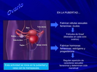 EN LA PUBERTAD… Fabricar células sexuales femeninas: óvulos Fabricar hormonas femeninas: estrógeno y progesterona Folículos de Graaf (liberadas en cada ciclo ovárico) Regulan aparición de caracteres sexuales femeninos y determinan ciclo menstrual Esta actividad se inicia en la pubertad y cesa con la menopausia. 