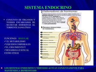 FUNCIÓNES :  REGULAR    EL METABOLISMO  LÍQUIDOS CORPORALES  EL CRECIMIENTO Y   DESARROLLO SEXUAL  . ENTRE OTRAS CONJUNTO DE ÓRGANOS Y TEJIDOS ENCARGADOS DE SECRETAR HORMONAS AL TORRENTE SANGUÍNEO 