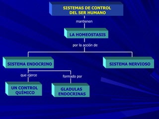SISTEMAS DE CONTROL  DEL SER HUMANO SISTEMA ENDOCRINO UN CONTROL  QUÍMICO GLADULAS  ENDOCRINAS LA HOMEOSTASIS SISTEMA NERVIOSO mantienen por la acción de que ejerce formado por 