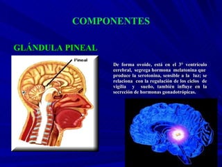 GLÁNDULA PINEAL De forma ovoide, está en el 3° ventrículo cerebral,  segrega hormona  melatonina que  produce la serotonina, sensible a la  luz; se relaciona  con la regulación de los ciclos  de vigilia  y  sueño, también influye en la secreción de hormonas gonadotrópicas. 