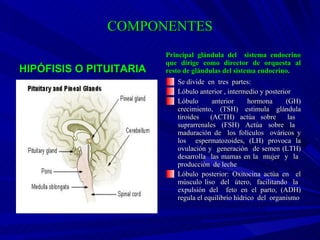 COMPONENTES HIPÓFISIS O PITUITARIA Principal glándula del  sistema endocrino que dirige como director de orquesta al resto de glándulas del sistema endocrino.  Se divide  en  tres  partes:  Lóbulo anterior , intermedio y posterior Lóbulo anterior hormona (GH) crecimiento, (TSH) estimula glándula tiroides  (ACTH) actúa sobre  las  suprarrenales (FSH) Actúa sobre la  maduración de  los folículos  ováricos y los  espermatozoides, (LH) provoca la ovulación y  generación  de semen (LTH) desarrolla  las mamas en la  mujer  y  la  producción  de leche Lóbulo posterior: Oxitocina actúa en  el músculo liso  del  útero,  facilitando  la  expulsión del  feto en el parto, (ADH) regula el equilibrio hídrico  del  organismo 
