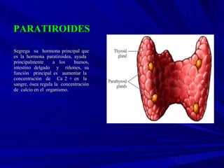 PARATIROIDES Segrega  su  hormona principal que es la hormona paratiroidea, ayuda  principalmente  a los  huesos, intestino delgado  y  riñones, su función  principal es  aumentar la  concentración  de  Ca 2 + en  la  sangre, ósea regula la  concentración de  calcio en el  organismo.  