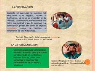 LA OBSERVACIÓN.

Consiste en proyectar la atención del
estudiante sobre objetos, hechos o
fenómenos, tal como se presentan en la
realidad, completando analíticamente los
datos suministrados por la intuición. La
observación puede ser tanto de objetos
materiales,   como    de     hechos    o
fenómenos de otra Naturaleza.


         Ejemplo: Observación de la formación de hongos en
         una rebanada de pan dejada por varios días.


    LA EXPERIMENTACIÓN

      Consiste en provocar el fenómeno
      sometido a estudio para que pueda
      ser observado en condiciones
      óptimas. Esta se utiliza para
      comprobar o examinar las                  Ejemplo: Un grupo de niños mezclan colores
      características de un hecho o             primario para obtener diversas tonalidad y
      fenómeno                                  nuevos colores.
 