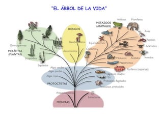 “ EL ÁRBOL DE LA VIDA”