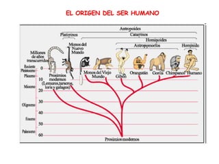 EL ORIGEN DEL SER HUMANO