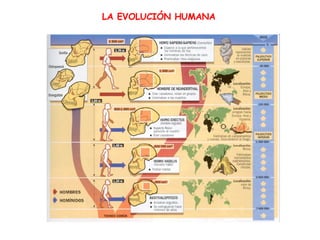 LA EVOLUCIÓN HUMANA
