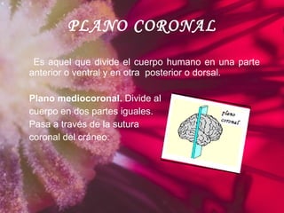 PLANO CORONAL Es aquel que divide el cuerpo humano en una parte anterior o ventral y en otra  posterior o dorsal. Plano mediocoronal.  Divide al  cuerpo en dos partes iguales.  Pasa a través de la sutura  coronal del cráneo. 
