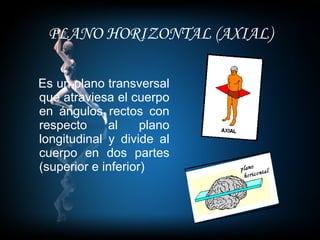 PLANO HORIZONTAL (AXIAL) Es un plano transversal que atraviesa el cuerpo en ángulos rectos con respecto al plano longitudinal y divide al cuerpo en dos partes (superior e inferior) 
