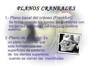 PLANOS CRANEALES 1.-  Plano basal del cráneo (Frankfurt): Se forma uniendo los bordes infraorbitarios con los bordes superiores del conducto auditivo externo. 2.- Plano de oclusión:  Es  un plano horizontal que  esta formado pos las  superficies de contacto  de  los dientes superiores  cuando se cierran las  mandíbulas. 