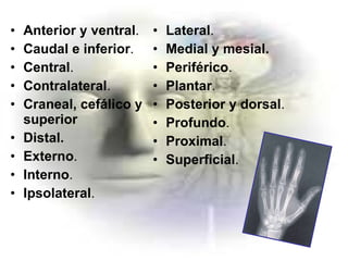 Anterior y ventral .  Caudal e inferior . Central .  Contralateral . Craneal, cefálico y superior Distal.   Externo .  Interno .  Ipsolateral .   Lateral . Medial y mesial.   Periférico .  Plantar .  Posterior y dorsal . Profundo .  Proximal .  Superficial .   