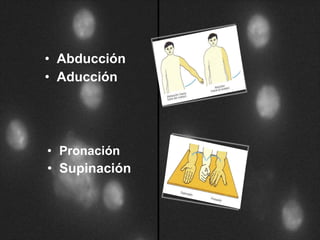 Abducción Aducción Pronación Supinación   