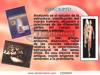 Anatomía es el estudio de la estructura, clasificación del cuerpo humano, situación y relaciones de las diferentes partes del cuerpo de animales o plantas.  Anatomía (del griego, anatoma, disección), rama de las ciencias naturales relativa a la organización estructural de los seres vivos. Es una ciencia muy antigua, cuyos orígenes se remontan a la prehistoria. CONCEPTO 