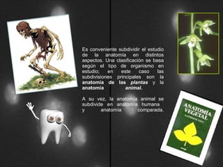 Es conveniente subdividir el estudio de la anatomía en distintos aspectos. Una clasificación se basa según el tipo de organismo en estudio; en este caso las subdivisiones principales son la  anatomía de las  plantas  y la  anatomía  animal.   A su vez, la anatomía animal se subdivide en anatomía humana  y anatomía comparada. 