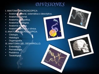 DIVISIONES I. ANATOMIA MACROSCOPICA: Anatomía general, sistemática o descriptiva. Anatomía regional.  Anatomía topográfica.  Anatomía fisiológica.  Anatomía artística.  Anatomía aplicada o clínica.  II. ANATOMIA MICROSCOPICA: Citología.  Histología.  Organografía.  III. ANATOMIA DEL DESARROLLO.  Embriología. Perinatología.  Pediátrica.  Teratológica. 