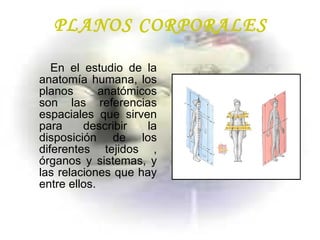 PLANOS CORPORALES En el estudio de la anatomía humana, los planos anatómicos son las referencias espaciales que sirven para describir la disposición de los diferentes tejidos , órganos y sistemas, y las relaciones que hay entre ellos.   