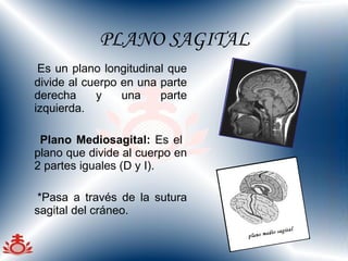 PLANO SAGITAL Es un plano longitudinal que divide al cuerpo en una parte derecha y una parte izquierda.  Plano Mediosagital:  Es el  plano que divide al cuerpo en 2 partes iguales (D y I). *Pasa a través de la sutura sagital del cráneo. 