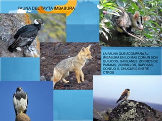 FAUNA DEL TAYTA IMBABURA
LA FAUNA QUE ACOMPAÑA AL
IMBABURA EN LO MAS COMUN SON
QUILICOS, GAVILANES, ZORROS DE
PARAMO, ZORRILLOS, RAPOSAS,
CONEJO S, CHUCURIS ENTRE
OTROS
 