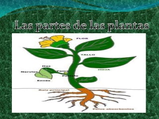 Las partes de las plantas
