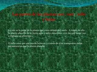 Las partes de las plantas son : raíz , tallo y hojasLa raíz es la parte de la planta que crece debajo del suelo . A través de ella , la planta absorbe de la tierra agua y sales minerales , con las que luego van a elaborar su alimento. El tallo crece por encima de la tierra y a través de él se transportan todas las sustancias que la planta absorbe 