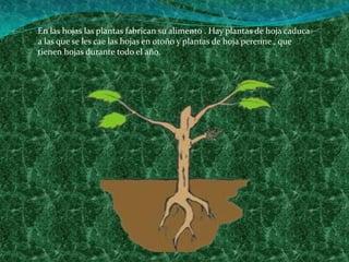 En las hojas las plantas fabrican su alimento . Hay plantas de hoja caduca a las que se les cae las hojas en otoño y plantas de hoja perenne , que tienen hojas durante todo el año. 